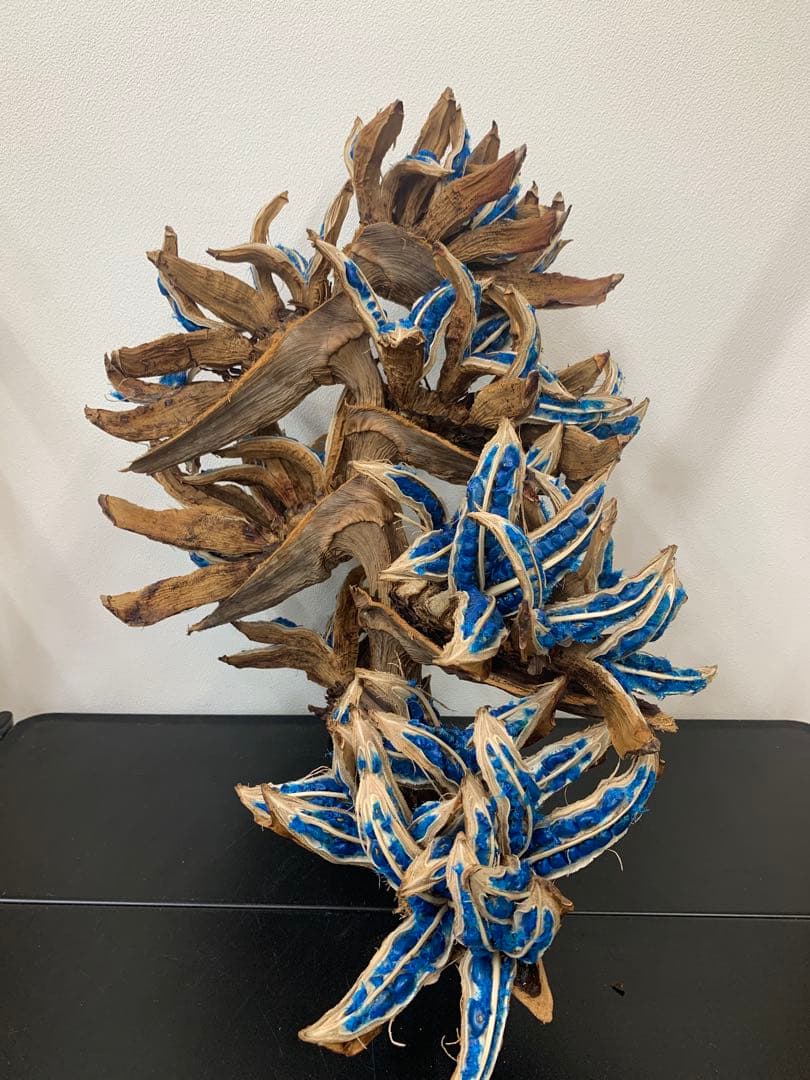 旅人の木A級品 ７節