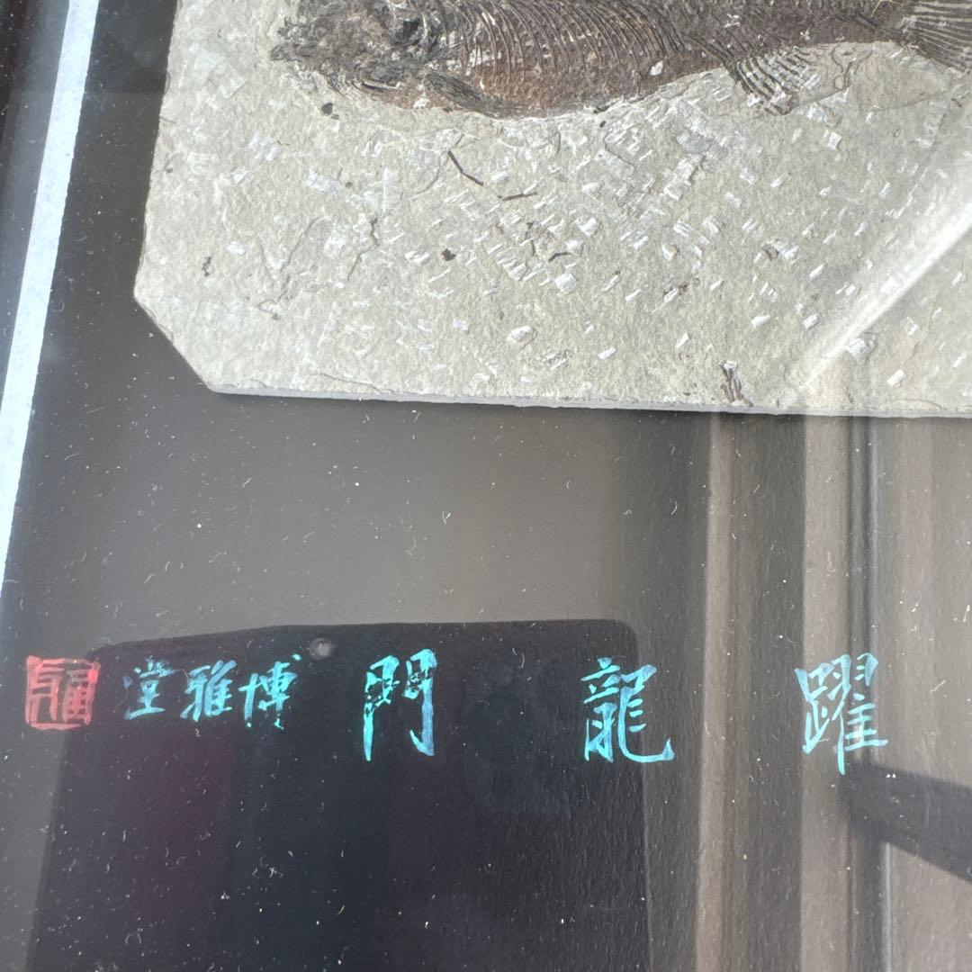 額装　魚の化石（Lophocephalus）約4千万年前 中国産