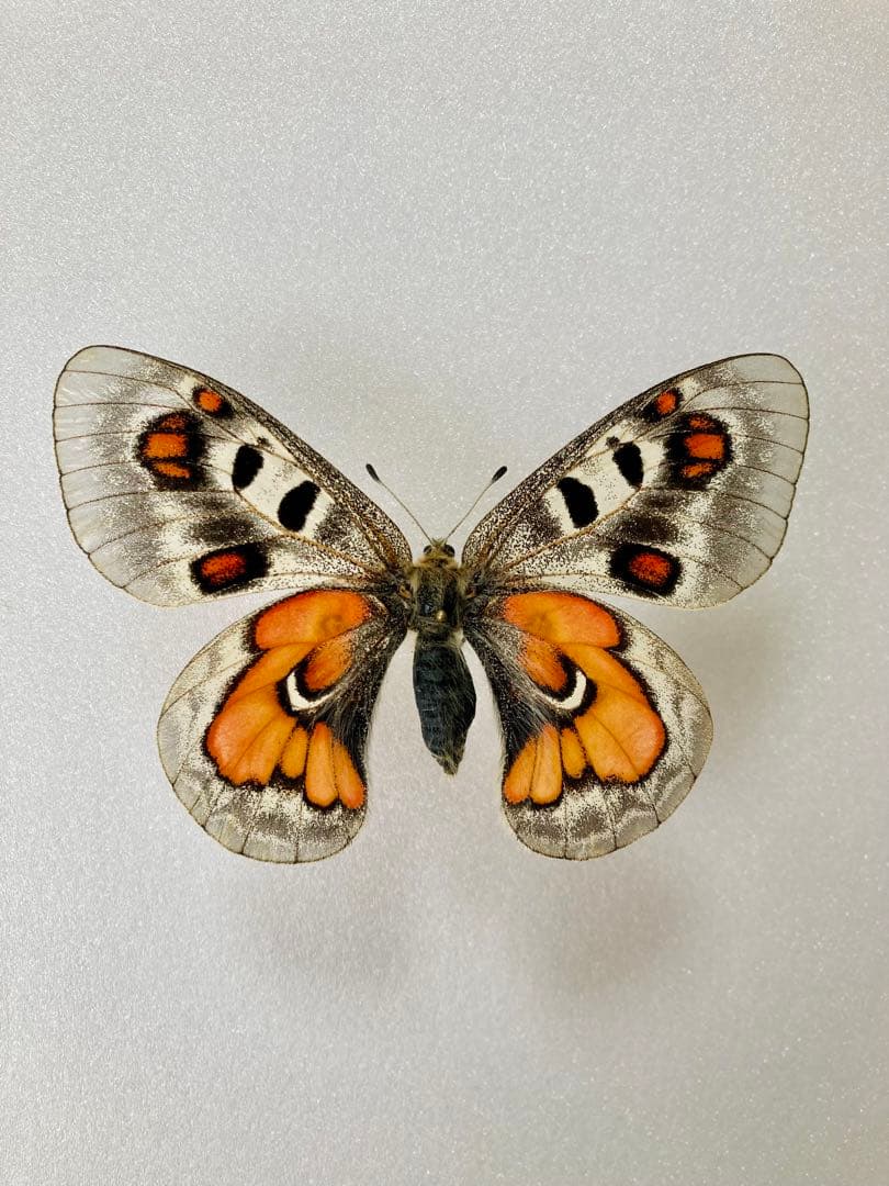 【大型】パルナシウス・ウィスコッティ（1メス・スウェーデン）