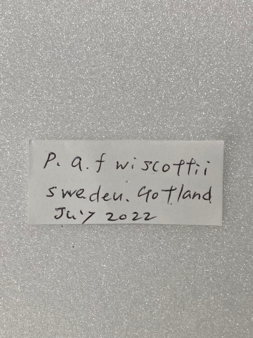 【大型】パルナシウス・ウィスコッティ（1メス・スウェーデン）