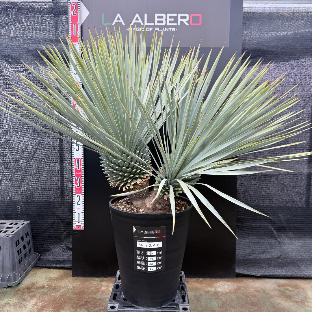 【AL1200】ユッカ　ロストラータ　トリプルヘッド