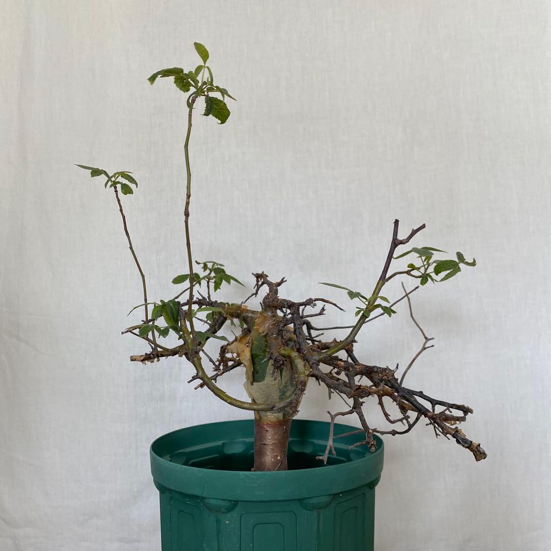 【休眠中】コミフォラ エミニー 7号