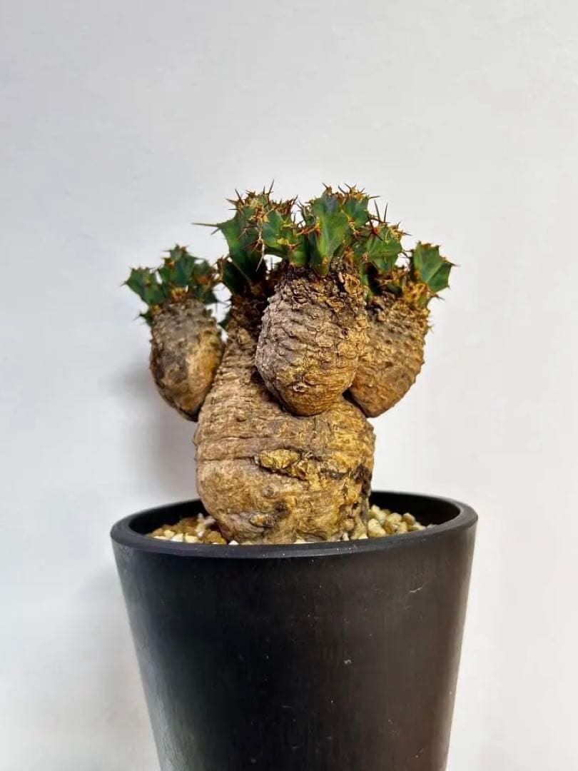 【発根済】ユーフォルビア クラビゲラ