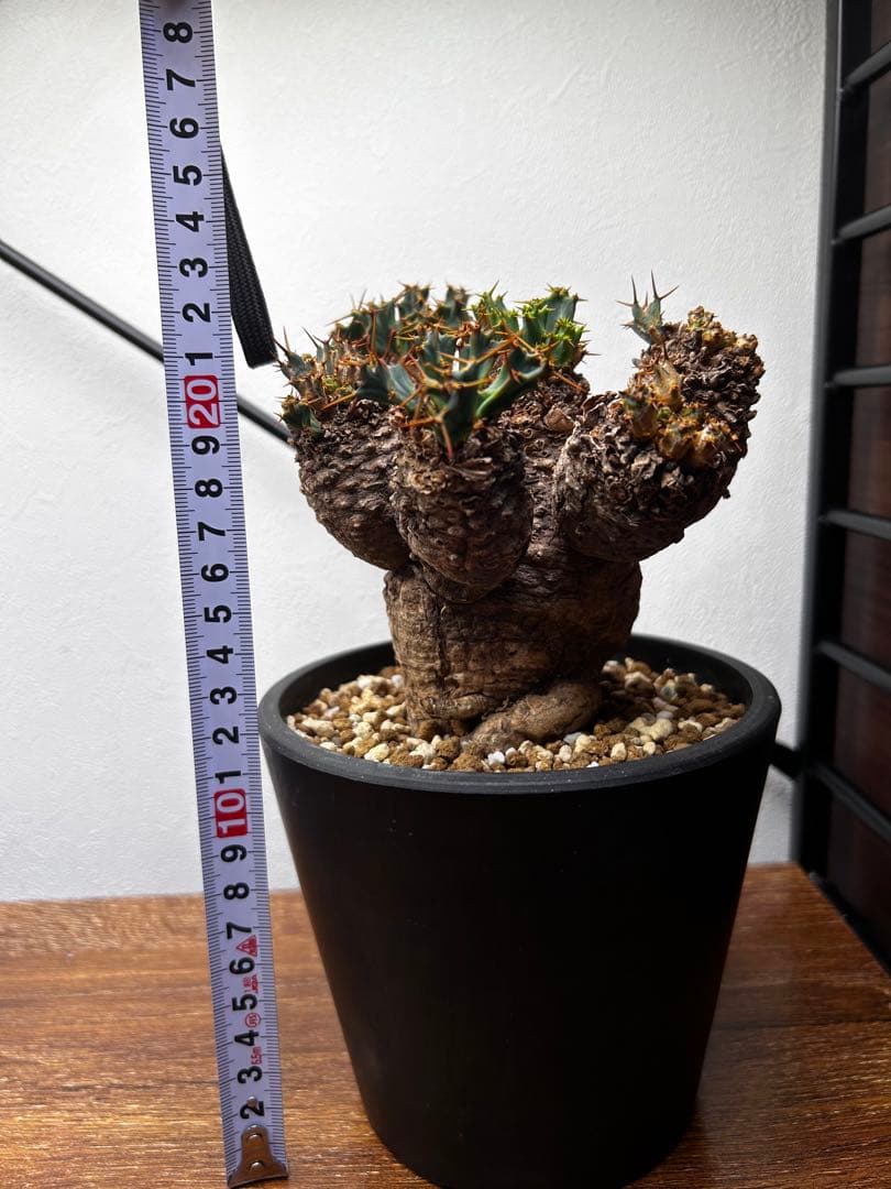 【発根済】ユーフォルビア クラビゲラ