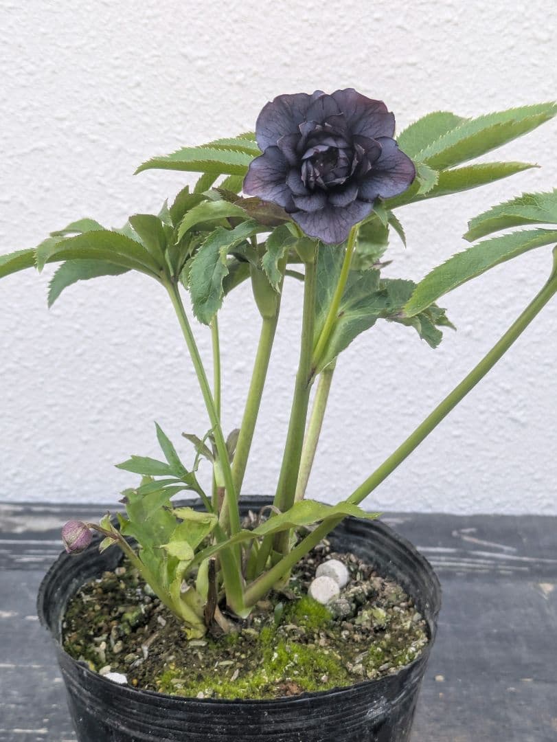 【一点物】広瀬園芸 クリスマスローズ スモーキーブラック 激シブベイン ダブル