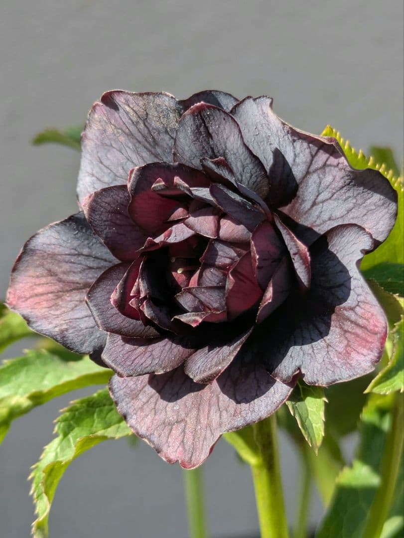 【一点物】広瀬園芸 クリスマスローズ スモーキーブラック 激シブベイン ダブル