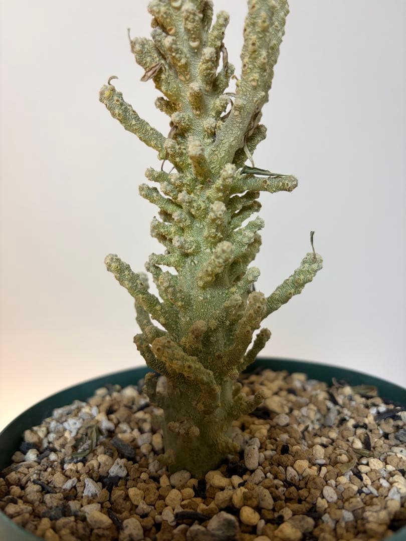 ドルストニア　ギガスプラータ　発根済み