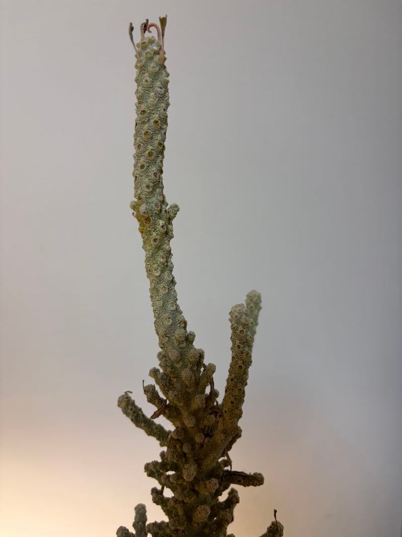 ドルストニア　ギガスプラータ　発根済み