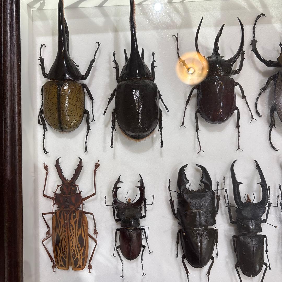 昆虫標本 標本箱 セット (期間限定1万円引き)