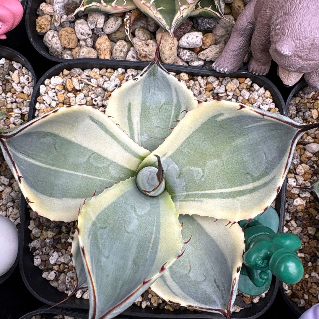 アガベ パリートランカータオリザバ