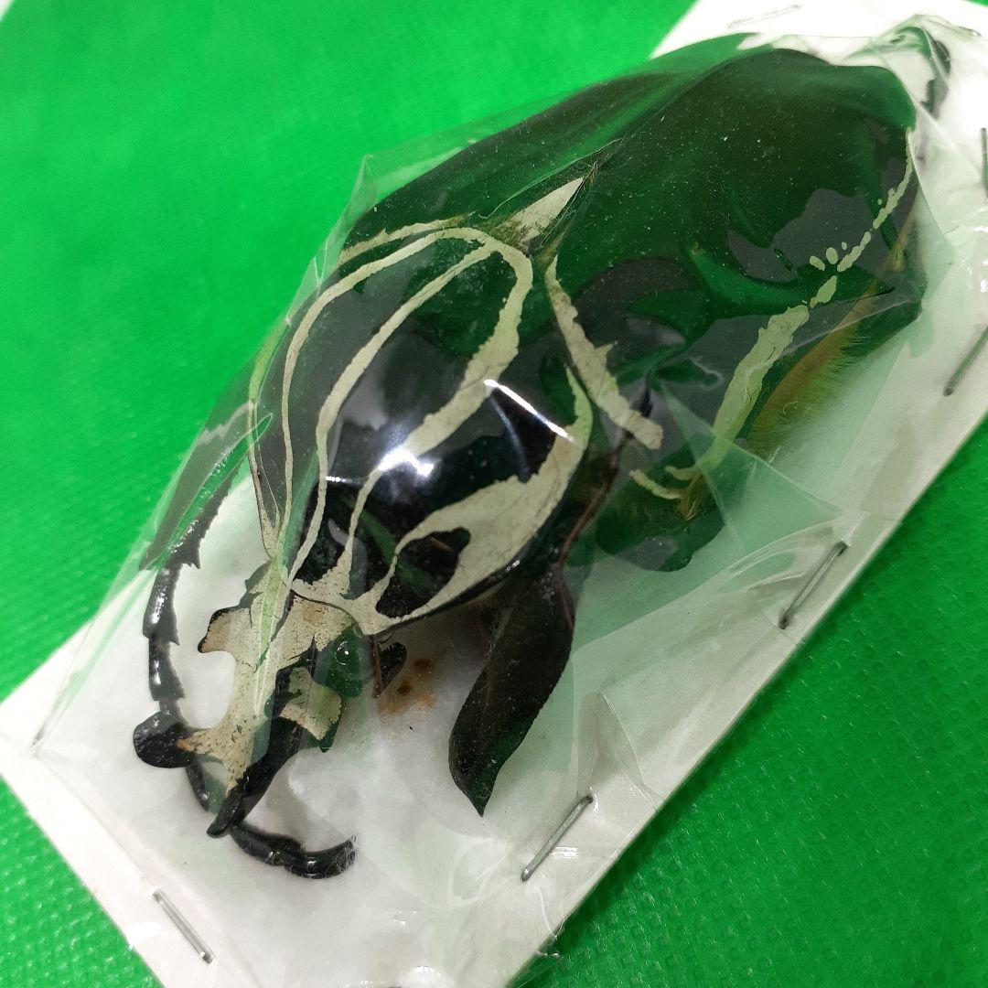 標本 Goliathus goliatus apicalis 80mm CONGO