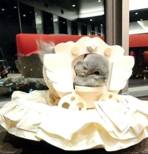 チンチラ ハウス 馬車 ベッド ロイヤルチンチラ ペット モルモット 小動物