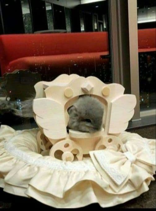 チンチラ ハウス 馬車 ベッド ロイヤルチンチラ ペット モルモット 小動物