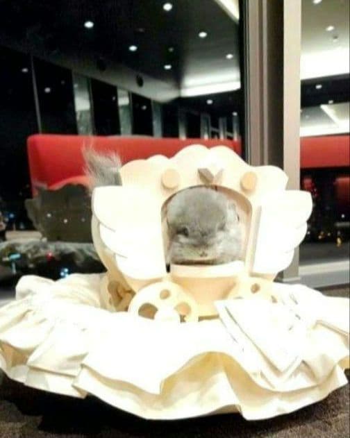 チンチラ ハウス 馬車 ベッド ロイヤルチンチラ ペット モルモット 小動物