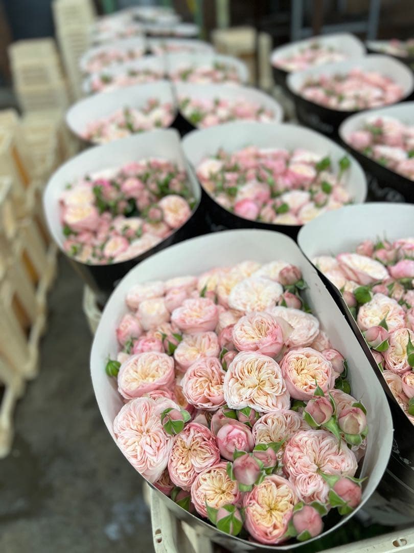 花切品種苗　バラ苗　レアバラ