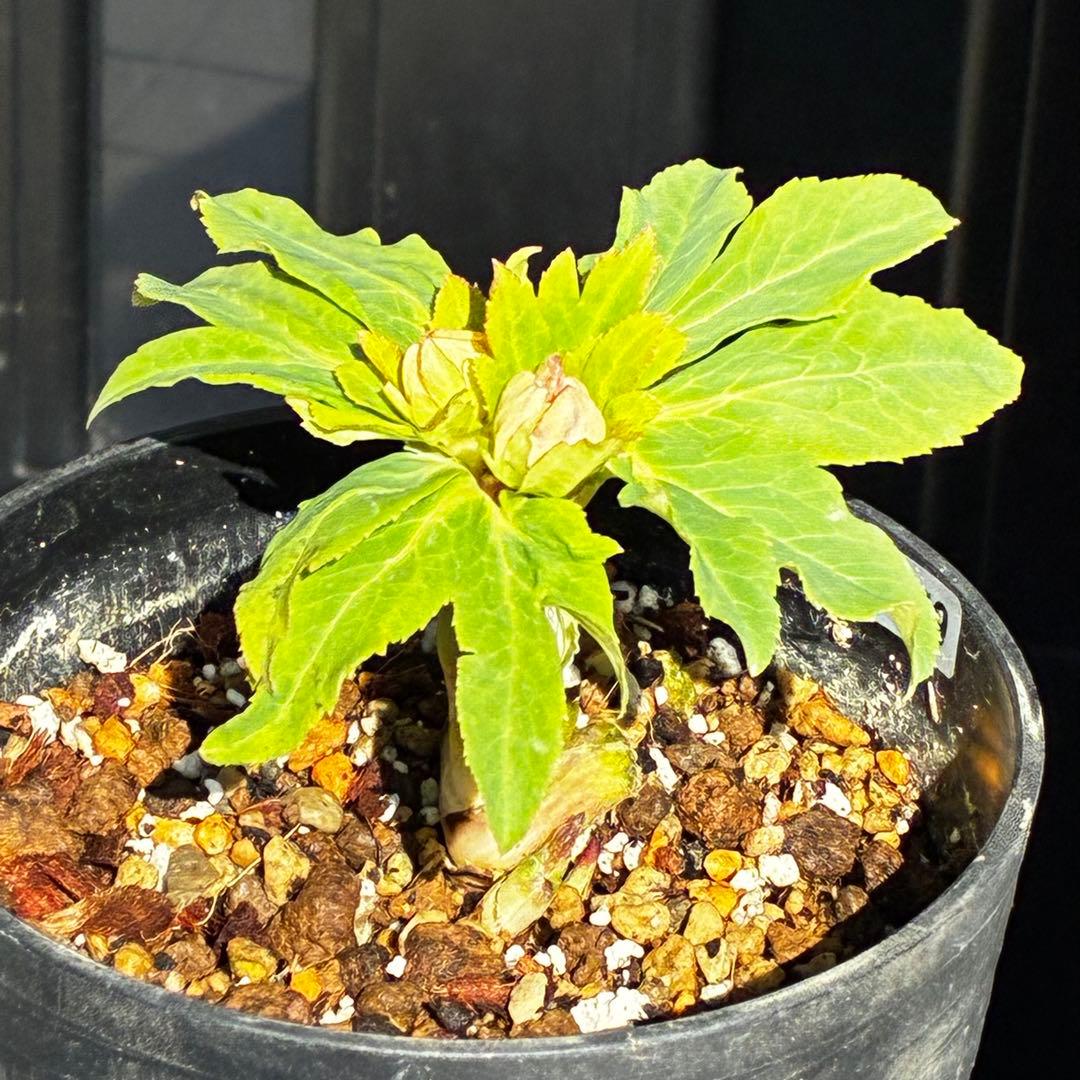 衛*様 3559☘️ラスト2☘️蕾付☘️⭐️SD⭐️紅ピンクオーレア⭐️ツートン