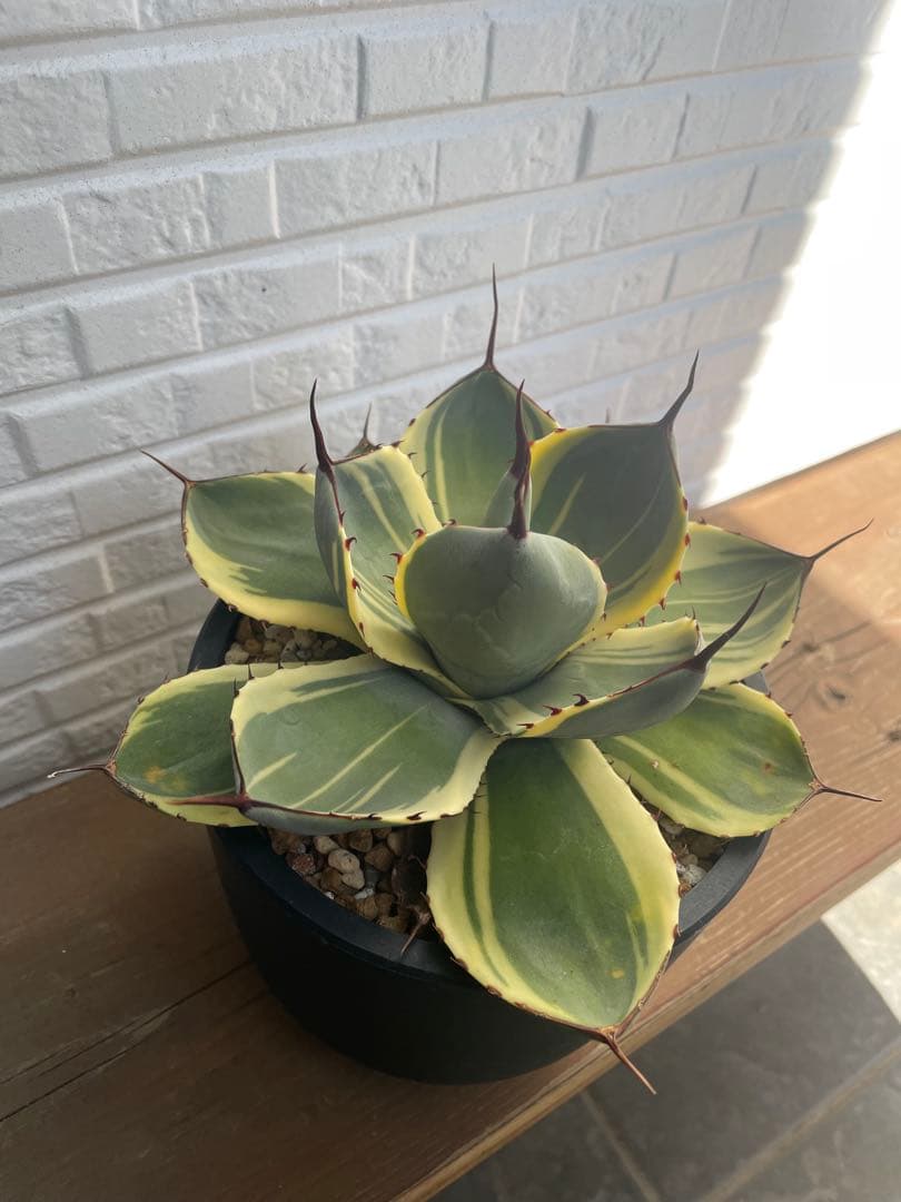 アガベ　パリートランカータ　オリザバ　希少品種