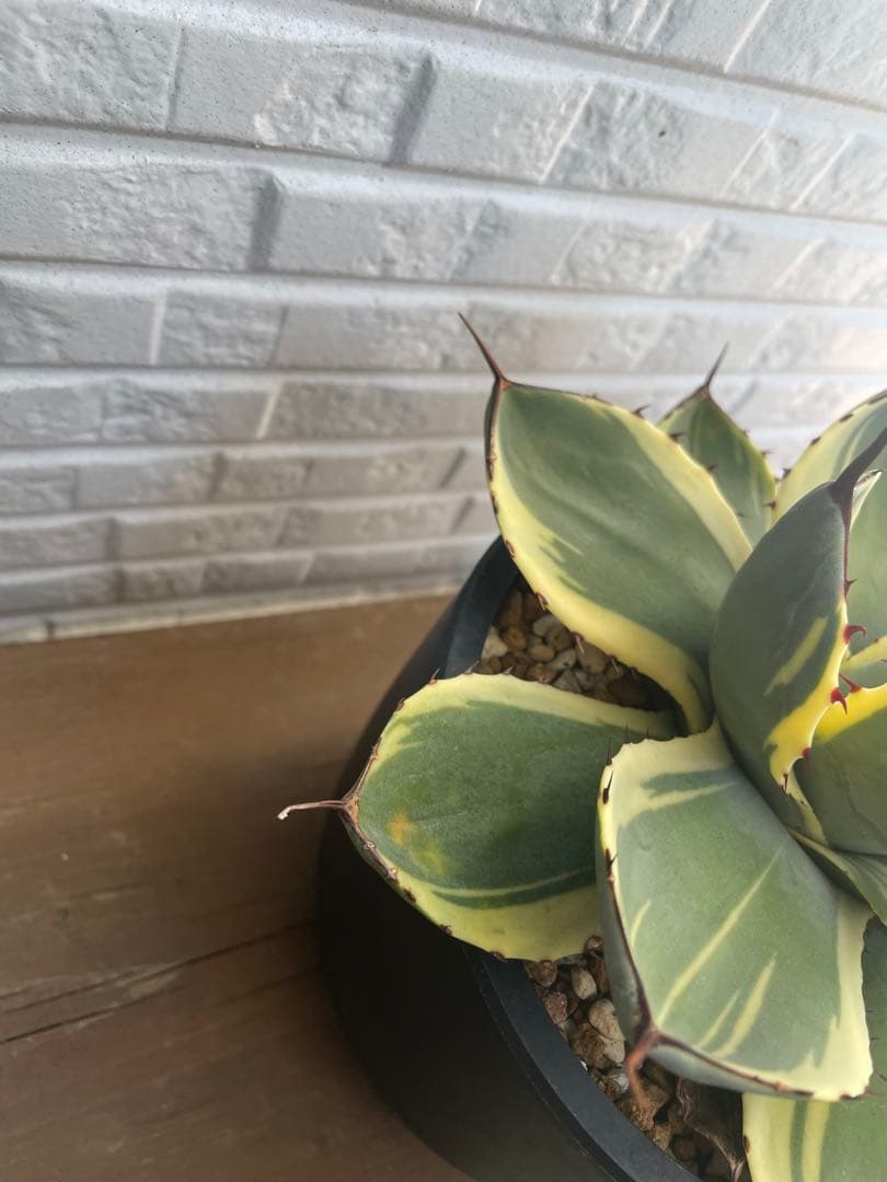 アガベ　パリートランカータ　オリザバ　希少品種