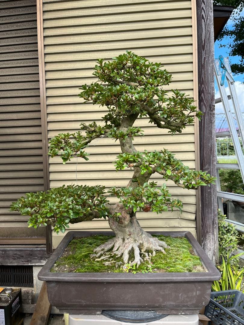 さつき大品盆栽「暁天」