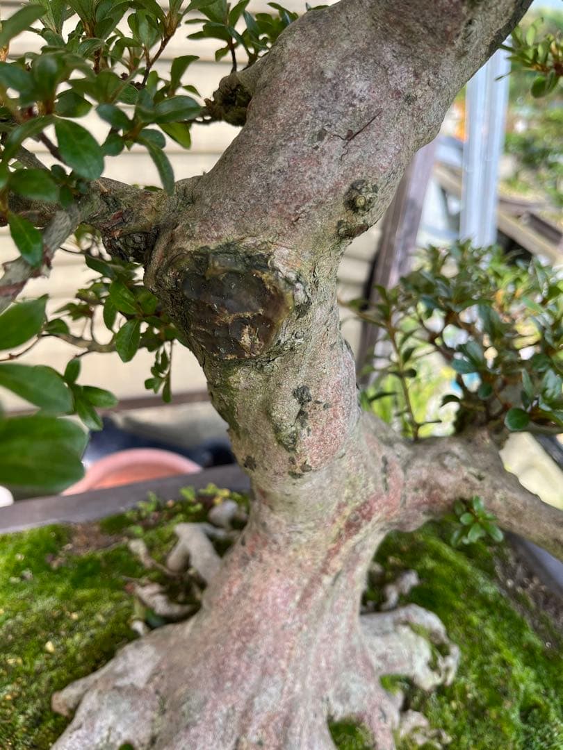 さつき大品盆栽「暁天」