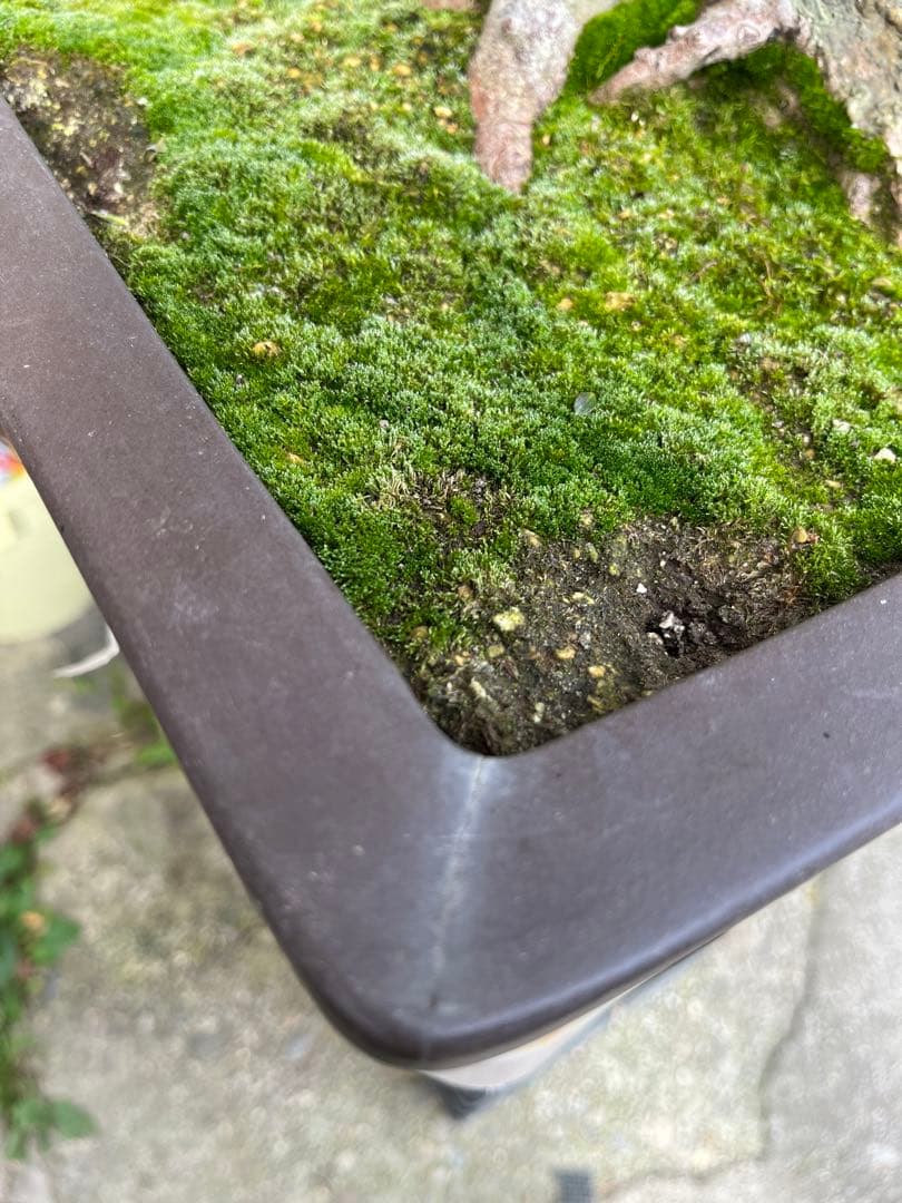 さつき大品盆栽「暁天」