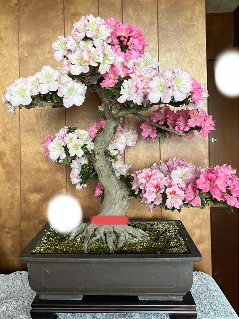 さつき大品盆栽「暁天」