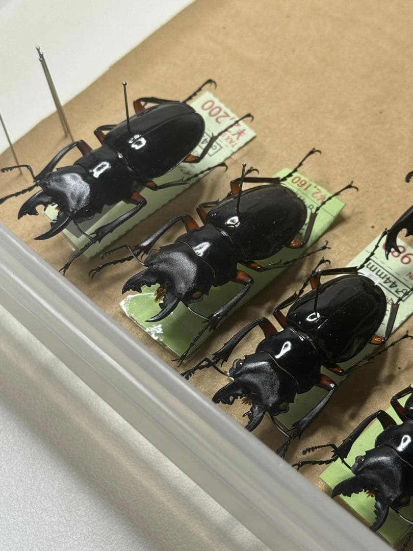 【野外標本】インペリアリスツヤクワガタ(ボルネオ/パラワン)　まとめ売り