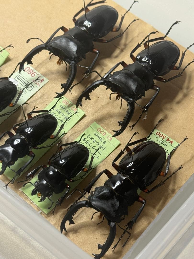 【野外標本】インペリアリスツヤクワガタ(ボルネオ/パラワン)　まとめ売り