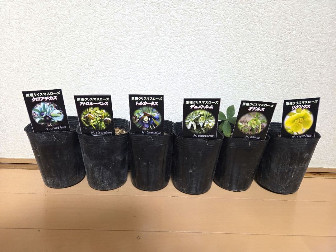原種　クリスマスローズ　6セット