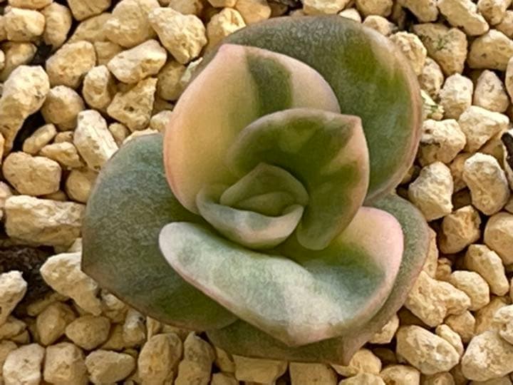 ❤️専用出品❤️ラブリーローズ錦　　　　　　　　　　　　　❤️美しく育ちました♪❤️