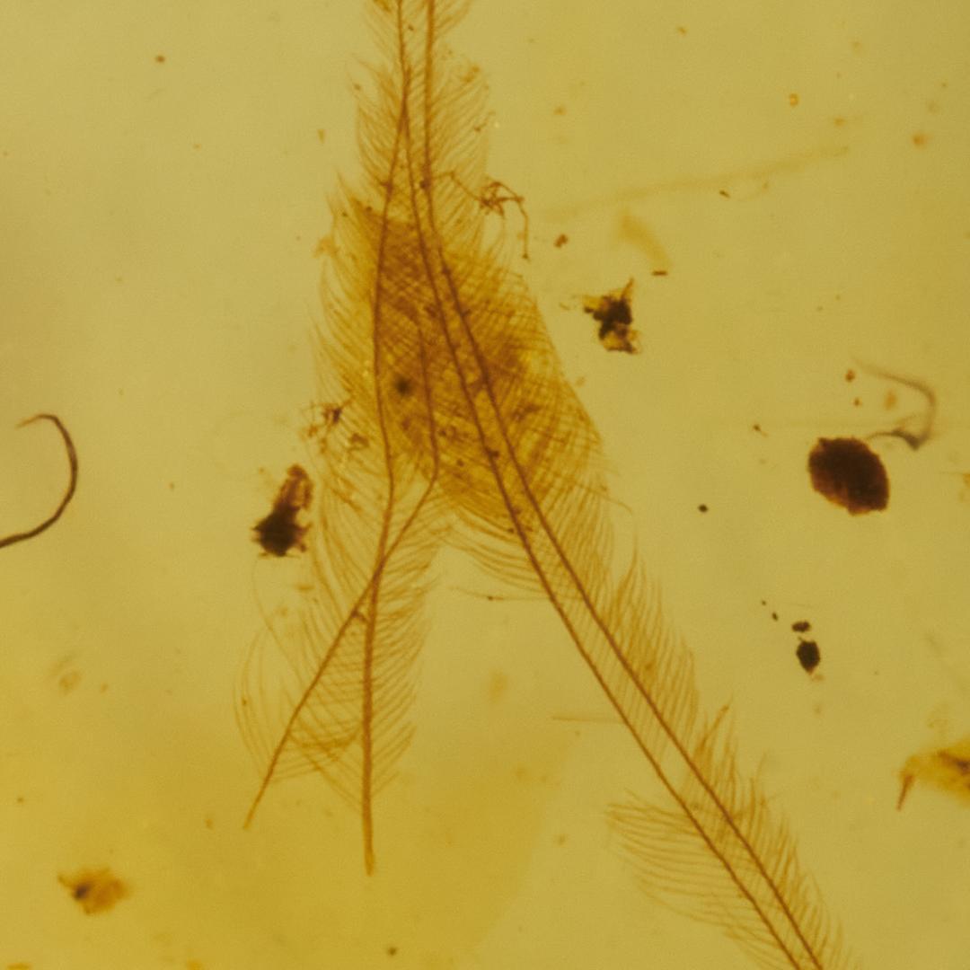 レア極上品 SA0008虫入り琥珀化石　ミャンマーカムティかタナイ9900万年前