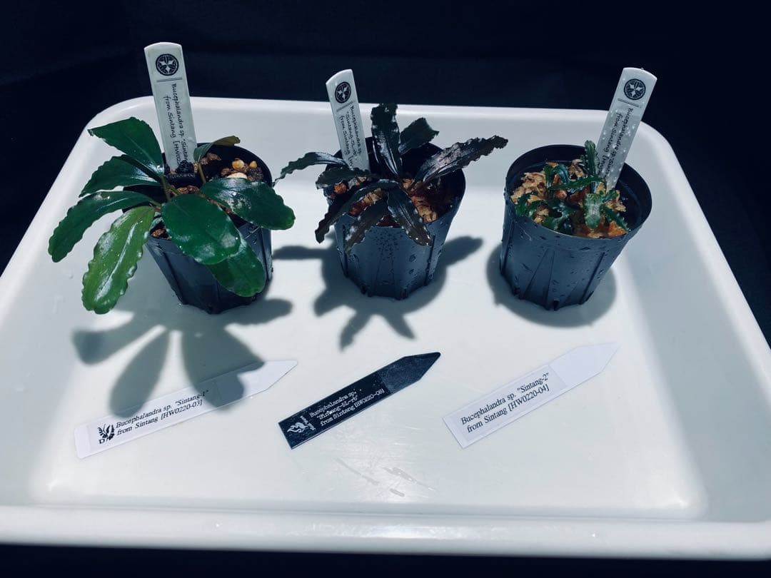 【HW便】ブセファランドラセット②