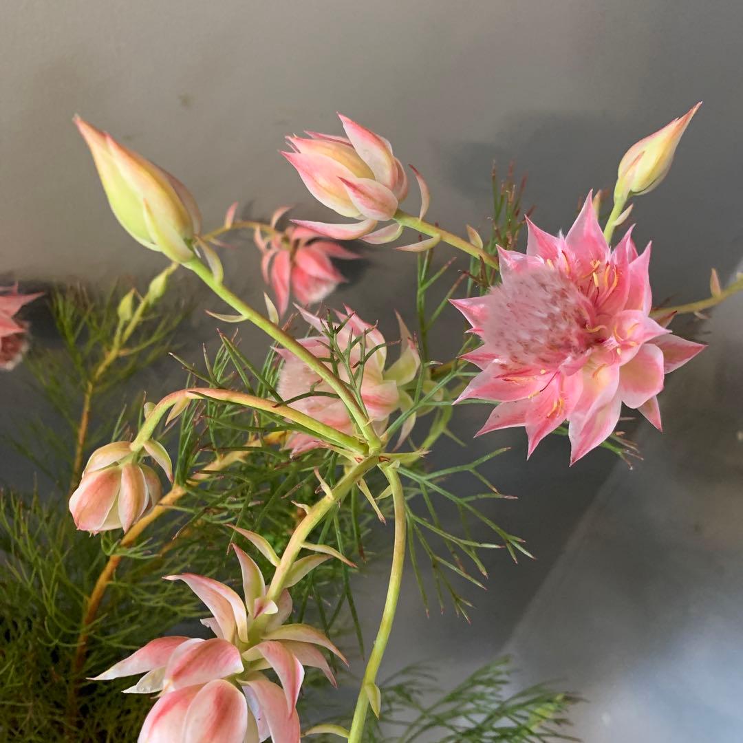 セルリア 2種セット