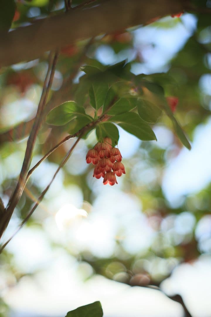 MINOLTA MC ROKKOR-PF 50mm F1.7 【美品】