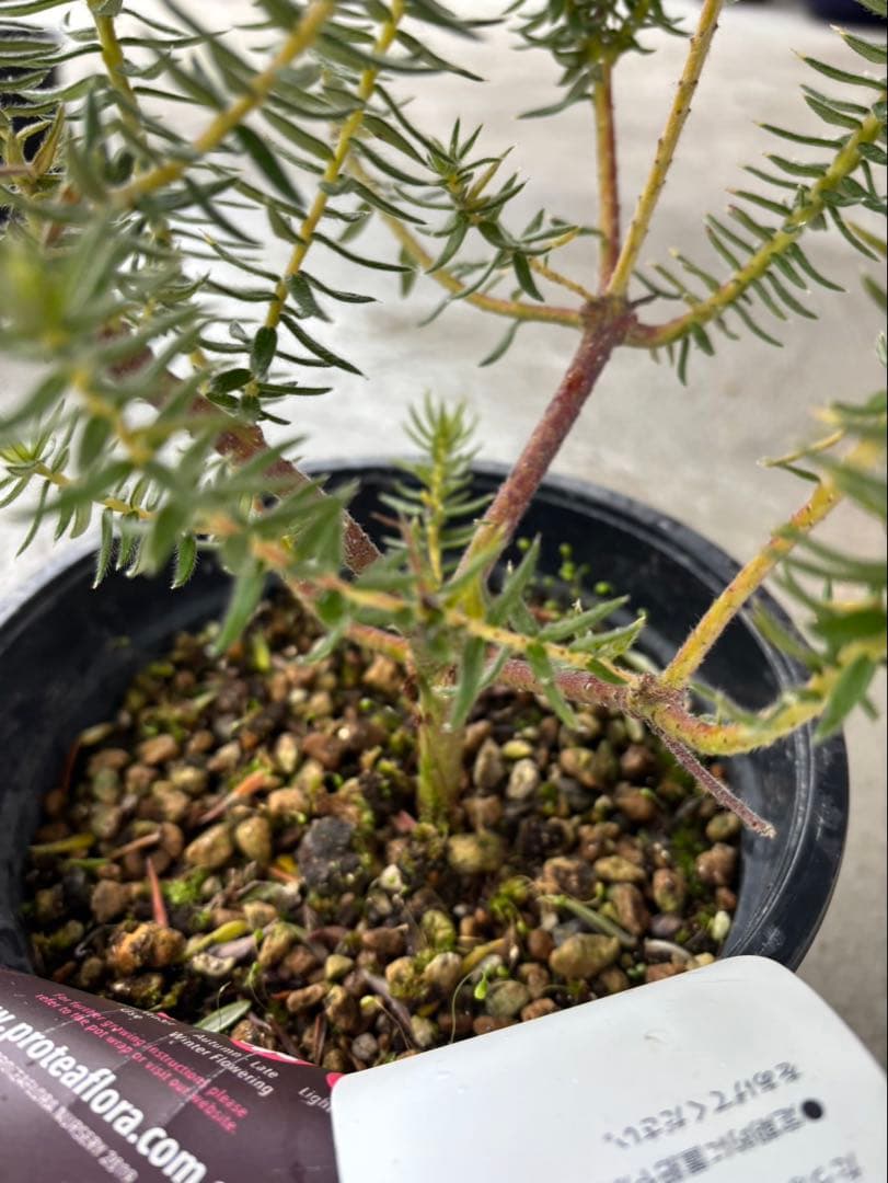 フィリカ　ハイドラ　希少　3