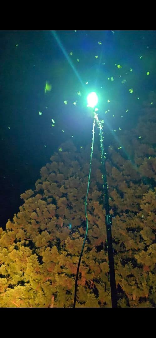 わ*さ様 ライトトラップシステム100V 200W オークション