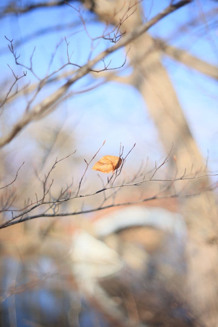 KONICA HEXANON AR 57mm F1.4 後期型 【良品】