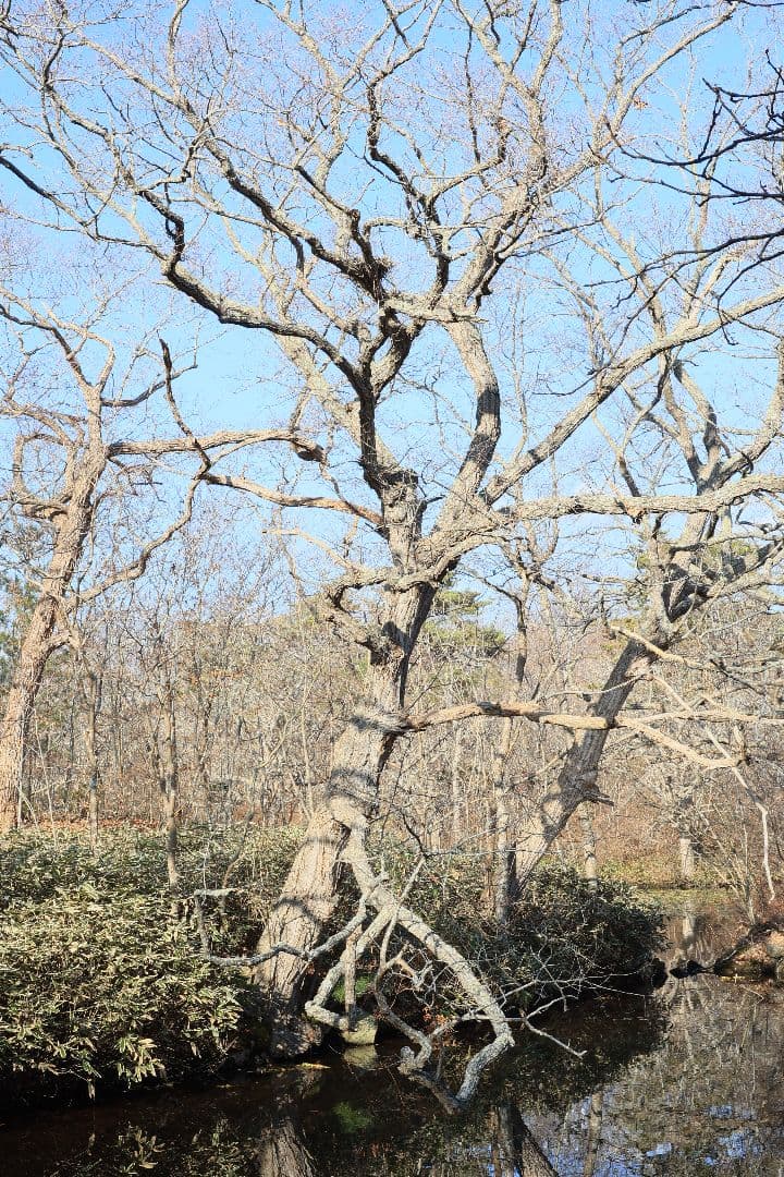 KONICA HEXANON AR 57mm F1.4 後期型 【良品】