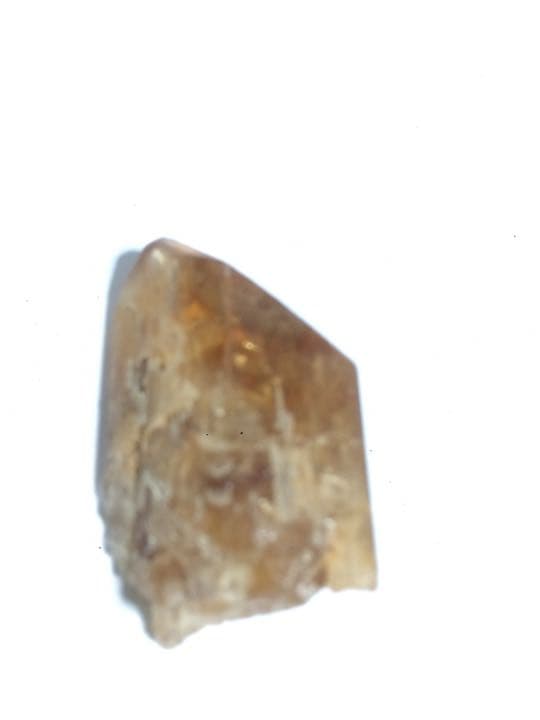 ゴールデンタンビュライト