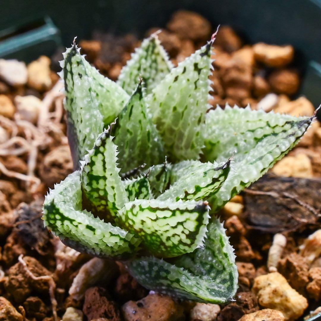 L*8様 ハオルチア ナイルの雫