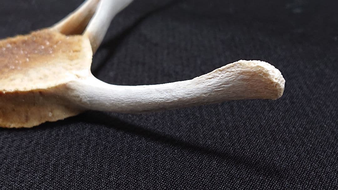 【希少】イルカの骨 斑_8