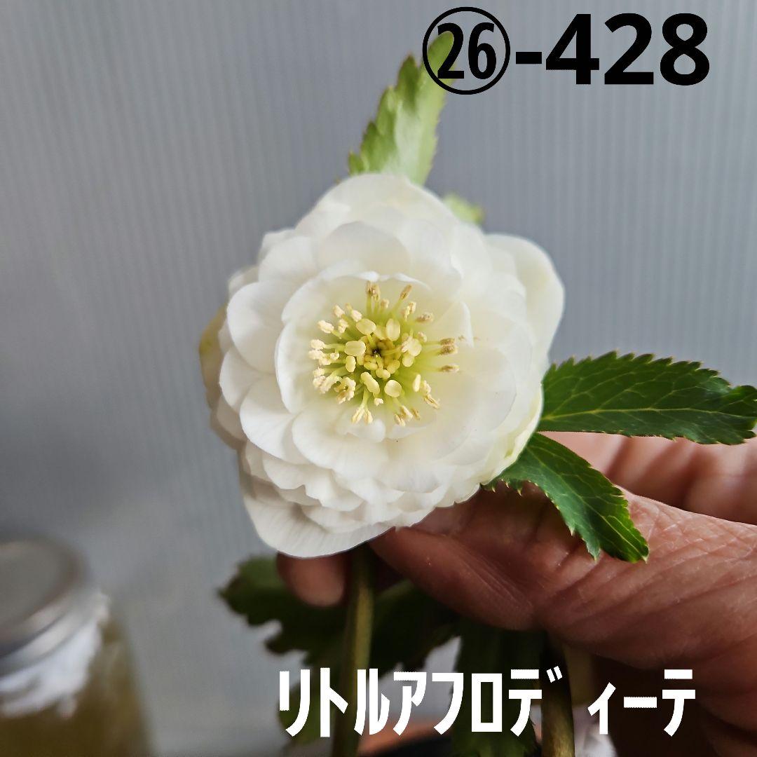 ㉖-428クリスマスローズ