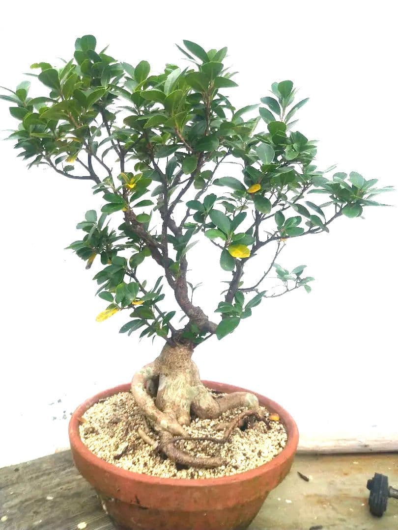 沖縄産　パンダガジュマル盆栽