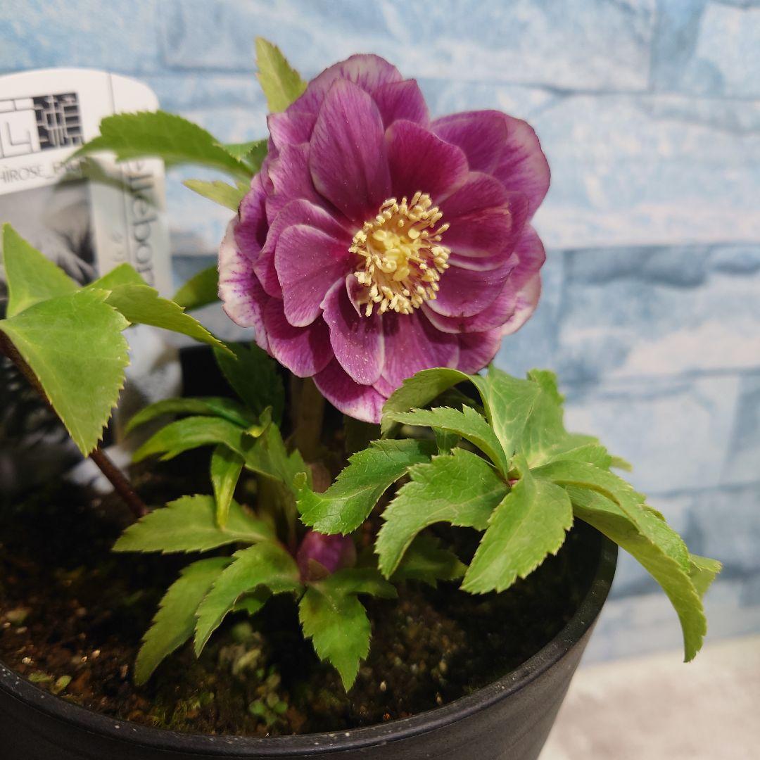 ☀️クリスマスローズ開花株❗☀️ 4号ロング鉢✕2☀