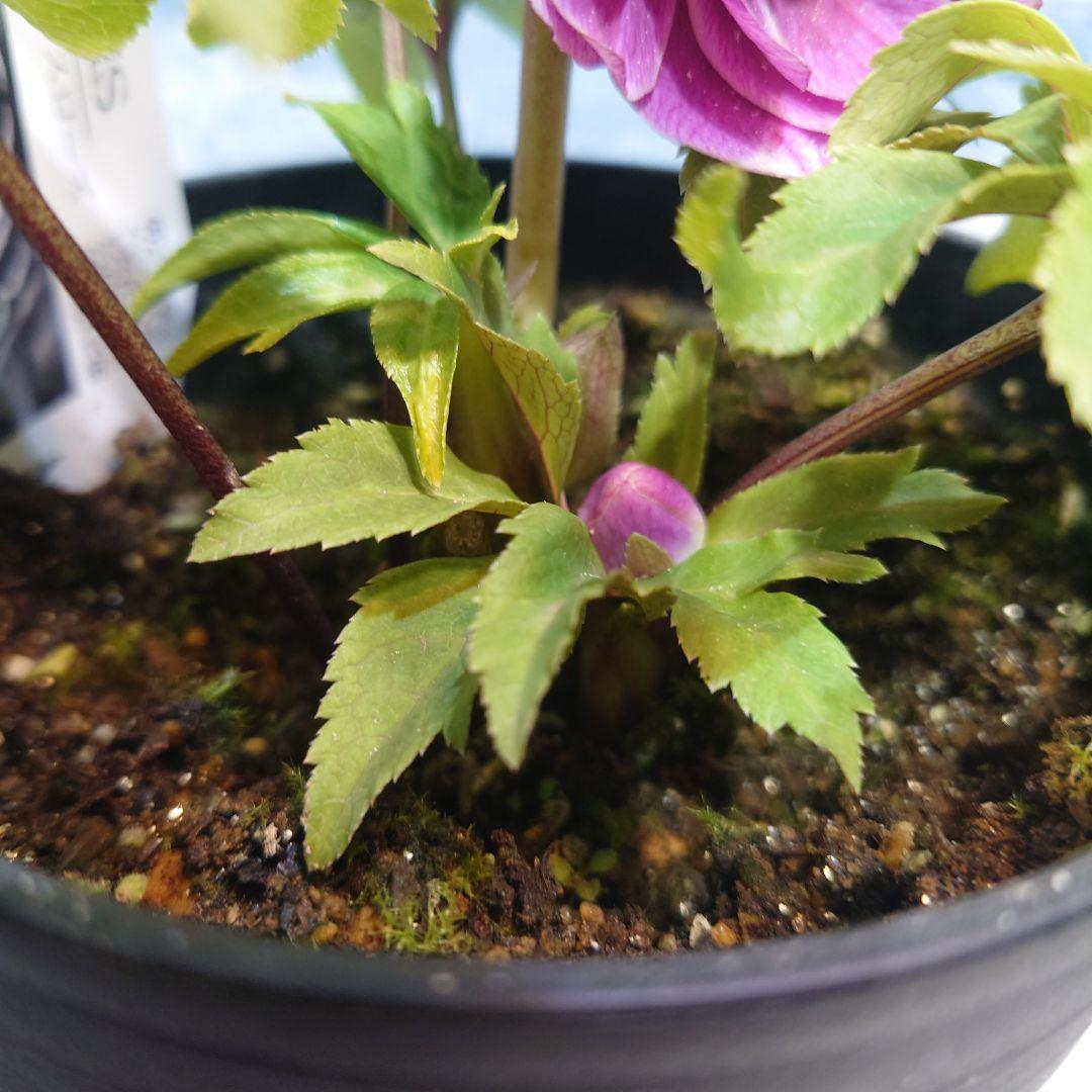 ☀️クリスマスローズ開花株❗☀️ 4号ロング鉢✕2☀