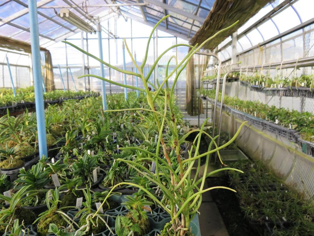 ボウラン（白翠）