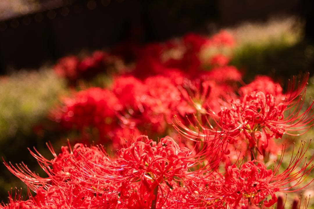 【黒死病対策】PENTAX K-S1 + 18-55 +純正充電器・バッテリー