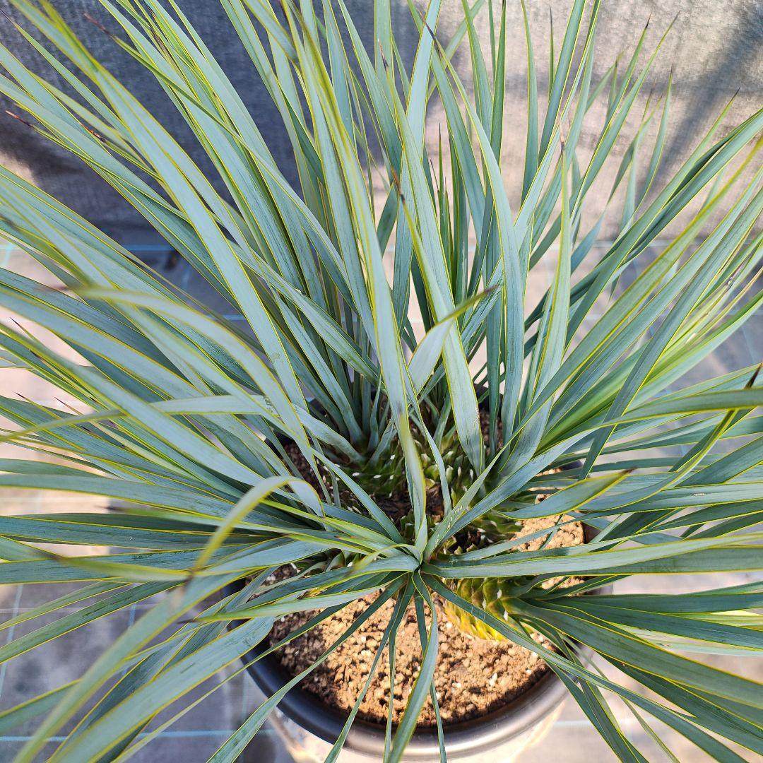 ロストラータ Hyb しっくすヘッド