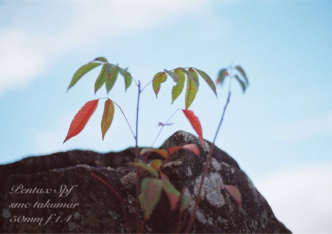 超美品！完動品＊pentax spf＊リザード青&f1.4★作例多数 保証付