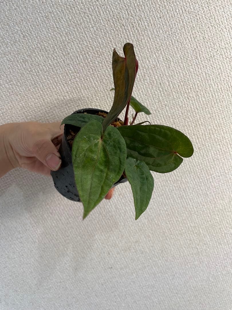 アンスリウム　斑入り　レッドベインダークフェニックス